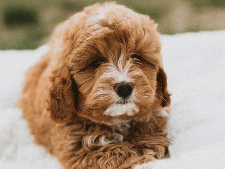 Dog good with kids