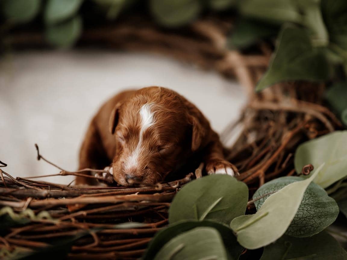 Are Cavapoos Prone to Health Issues, cavapoo health issues, cavapoo vet checkup, healthy cavapoo puppy, cavapoo exercise, cavapoo happy dog