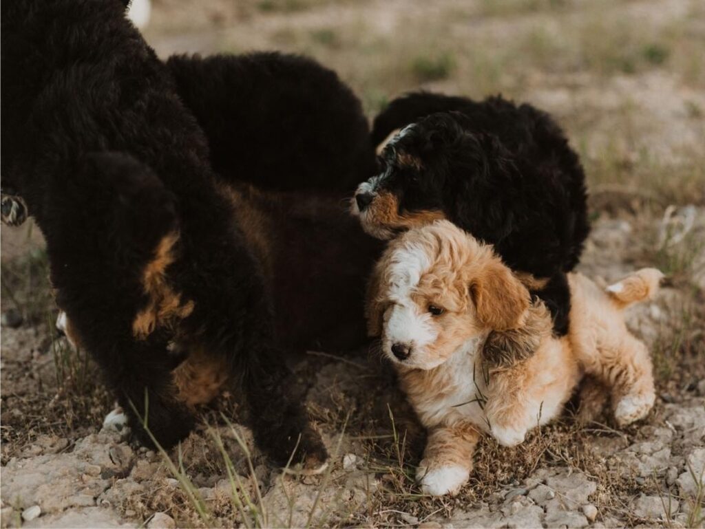 Playful Bernedoodle Puppy in a Backyard in Idaho
