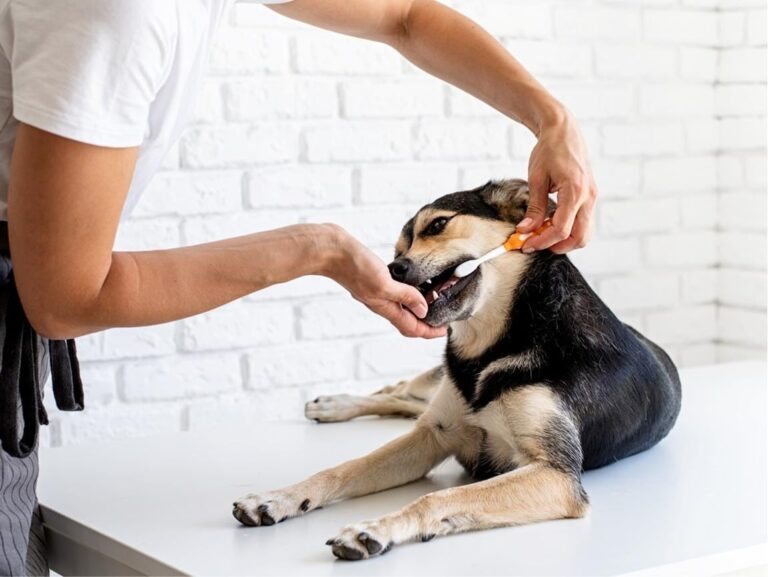 Pet Owner Brushing Puppy’s Teeth