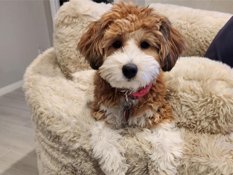 Are havapoos kid friendly, havapoo with kids, happy havapoo puppy, child playing with havapoo, havapoo family dog, playful havapoo puppy, gentle havapoo with toddler, havapoo cuddling with child