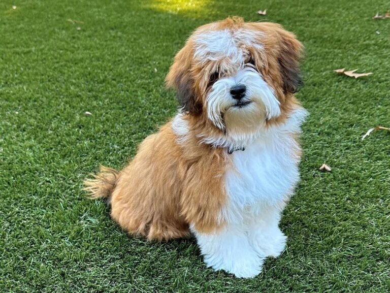 Sterling Heights Michigan Tuxedo Havapoo