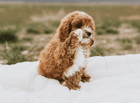 Millcreek Utah goldendoodle puppies for sale.webp