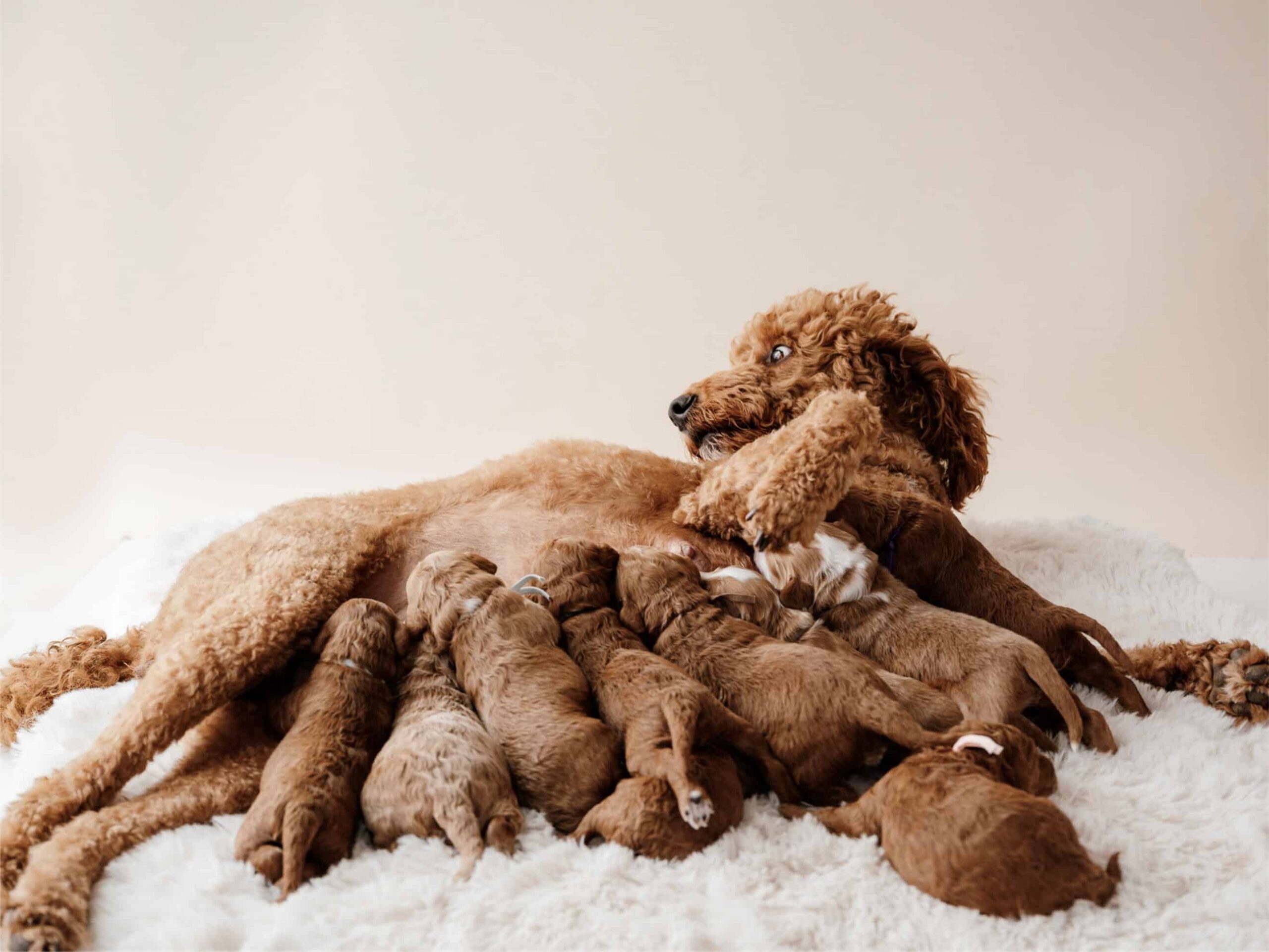 Puppies For Sale (6)