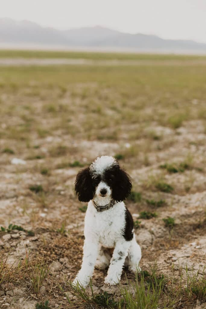 mini poodle Pea Fae, Poodle Stud, Parti Poodle
