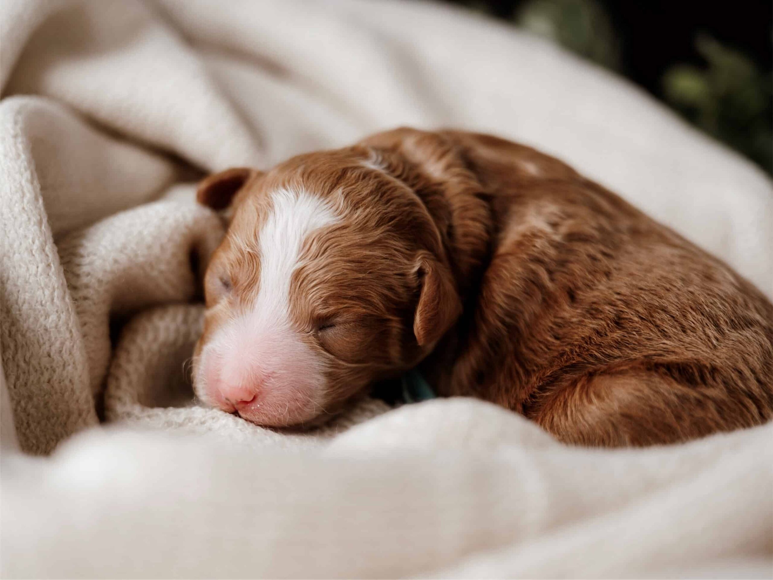 Puppies For Sale (10)