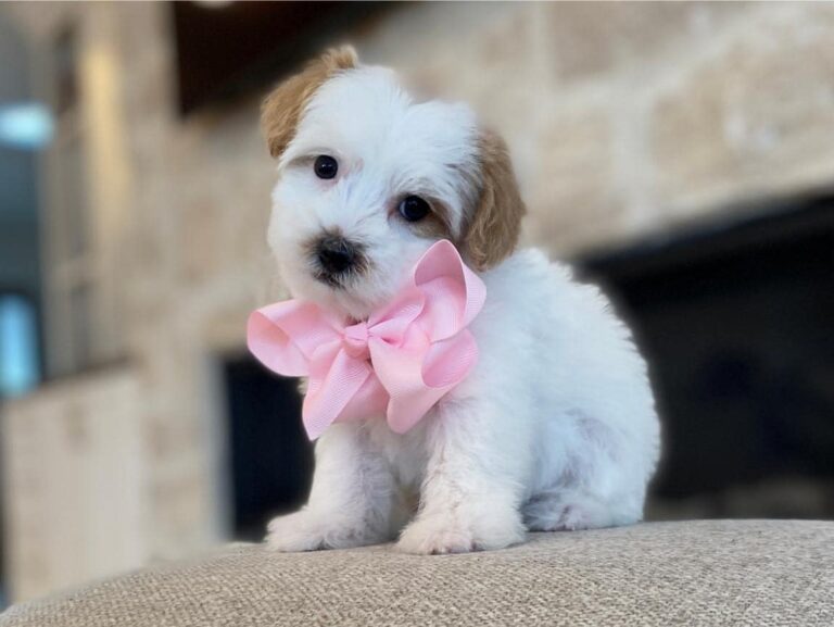 Why Puppy Training Matters