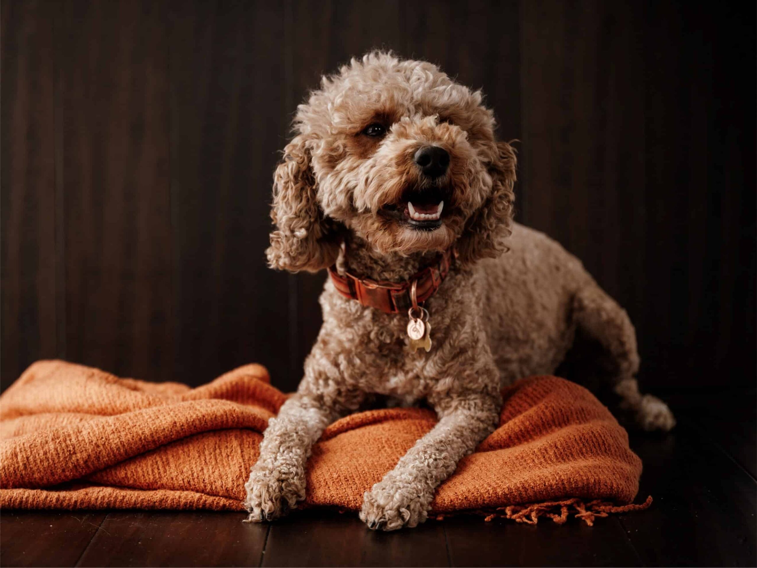 Puppies For Sale (11)