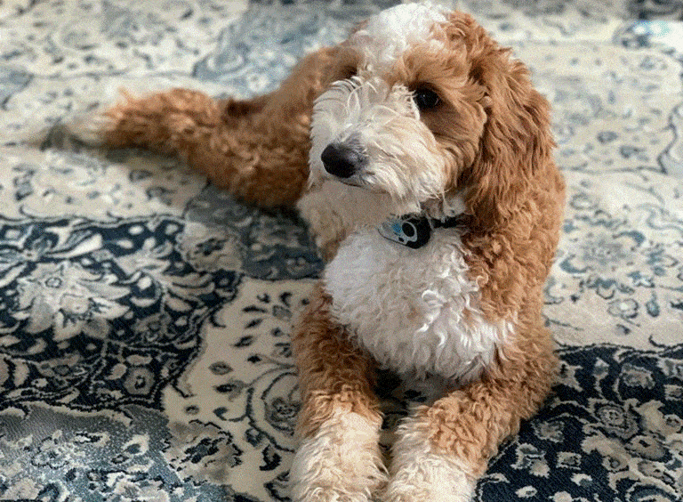Winston Jack Package 2