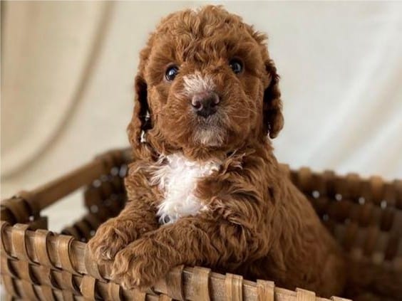 Meg March 2, Goldendoodle for sale near me