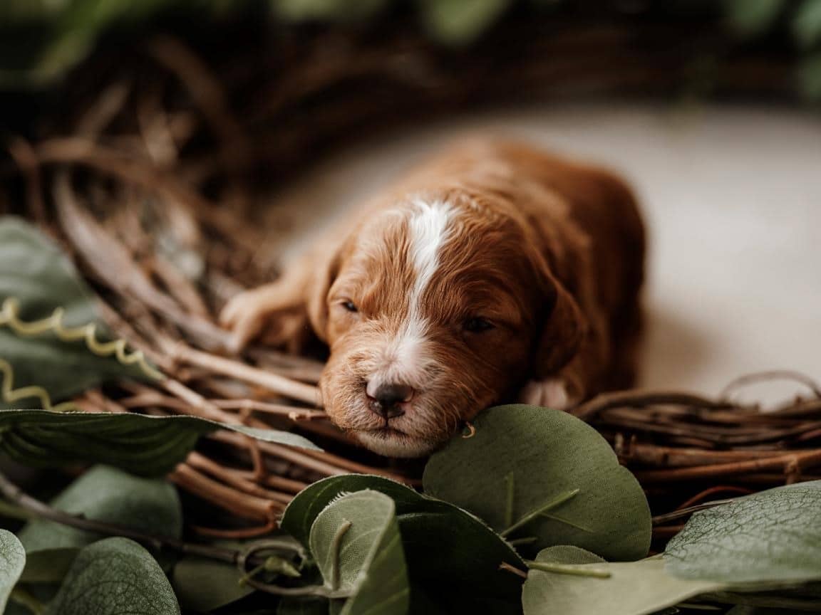 Cavapoo training tips, easy to train cavapoo, cavapoo obedience tips