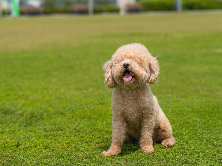 Puppy Health Essentials