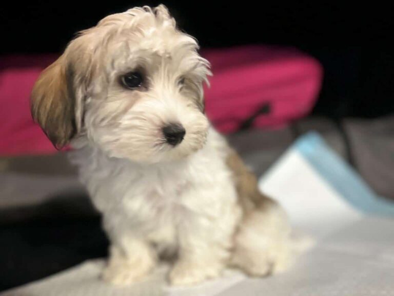 Michigan Havapoo Puppy