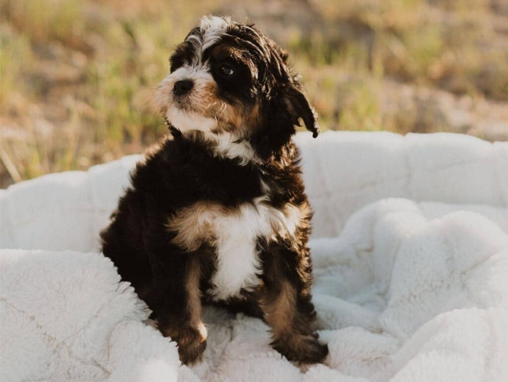 Idaho Bernedoodle for Sale