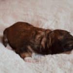 Sable Tri Girl $3500