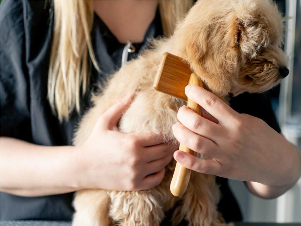 How often should you brush your puppy