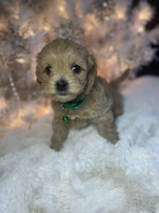 Hava Tzu Poo