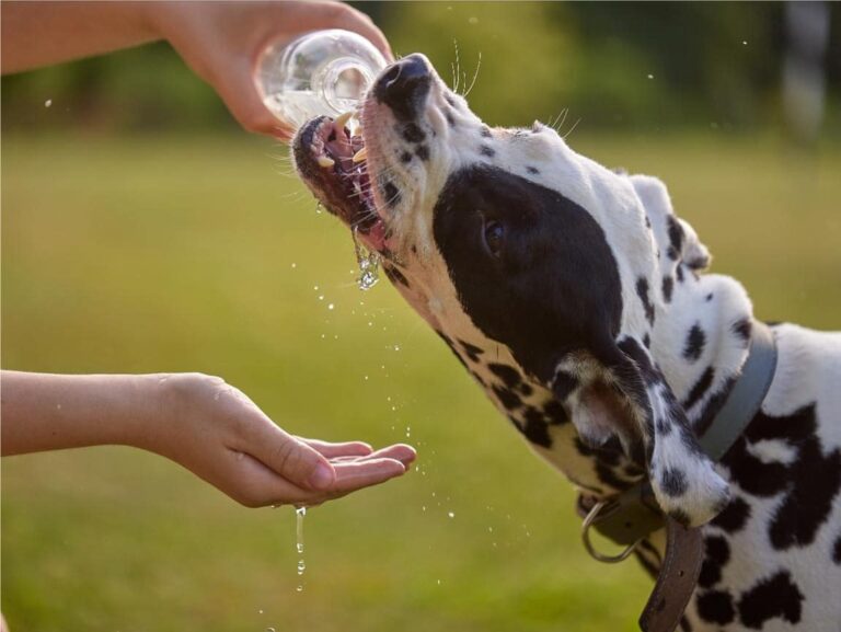 Puppies need constant access to fresh water