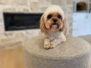 How Much Exercise Do Cavapoos Need? A Guide to Keeping Your Pup Happy
