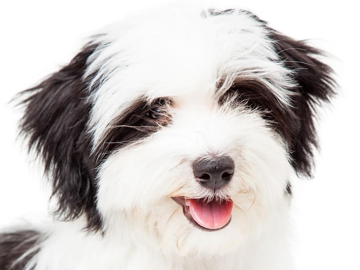 Why the Havanese breed is the best small dog breed in Olathe city