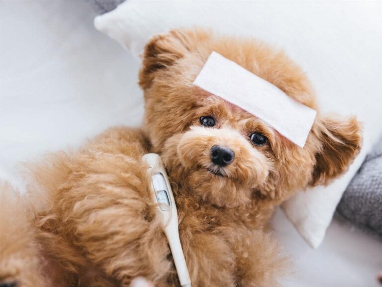 Signs Your Puppy May Be Sick