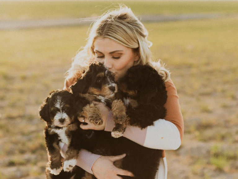 Havanese puppies for sale near me (3)