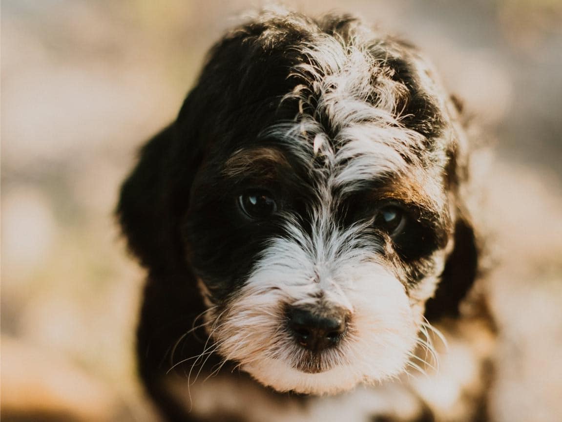 Hypoallergenic Bernedoodle Puppy in Michigan
