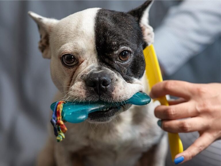 How Often Should You Brush Your Puppy’s Teeth