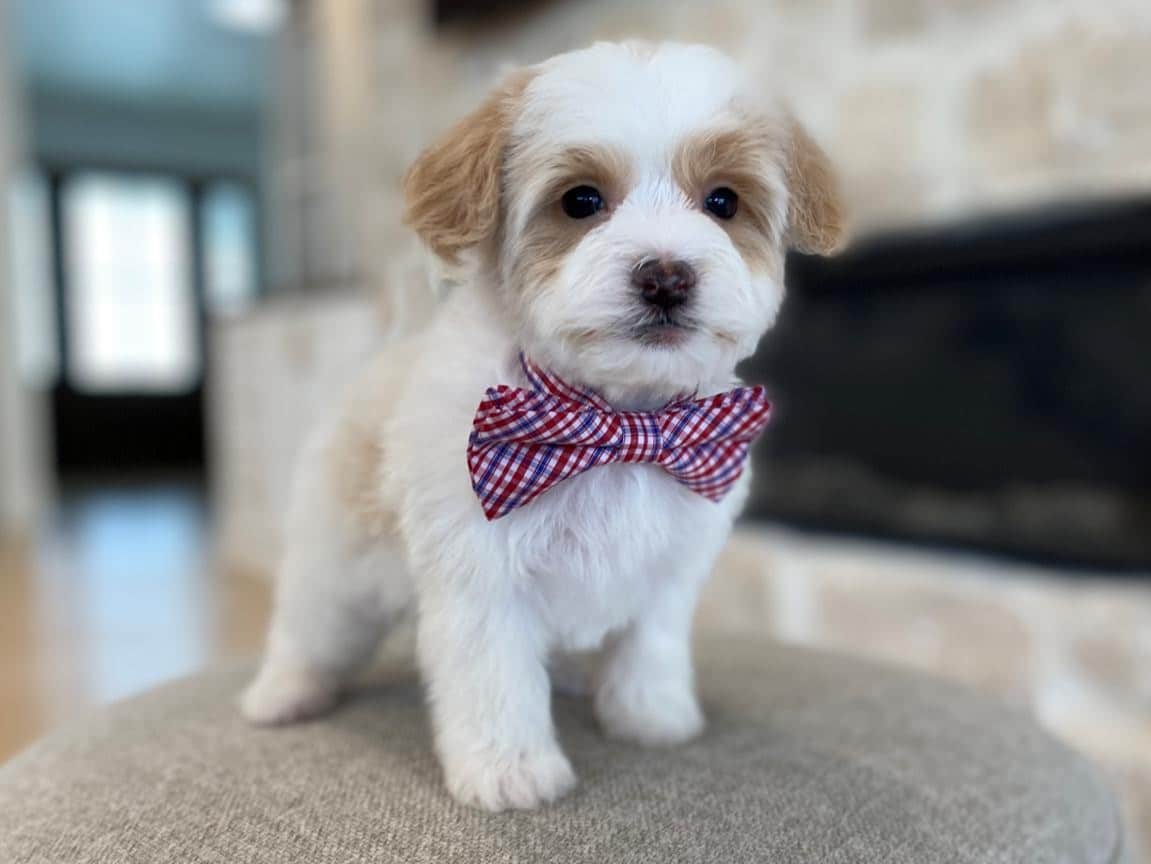 Bentley, Apricot and White Havapoo Puppy For Sale Near Me (2)