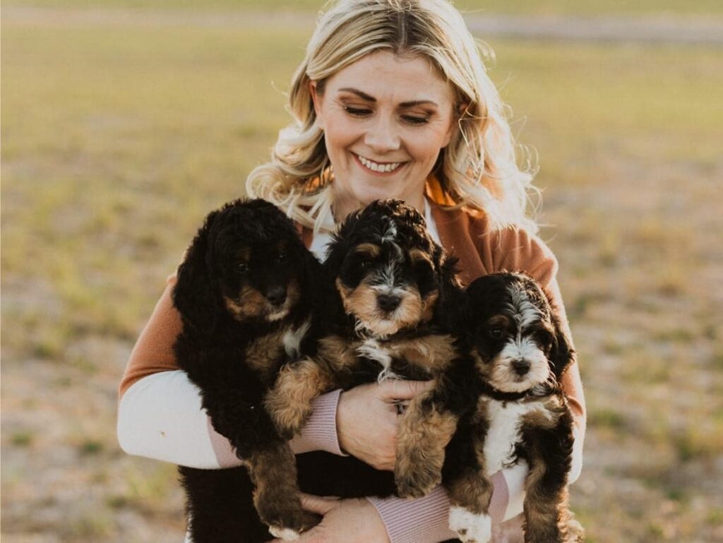Michigan Bernedoodle with Tri-Color Coat