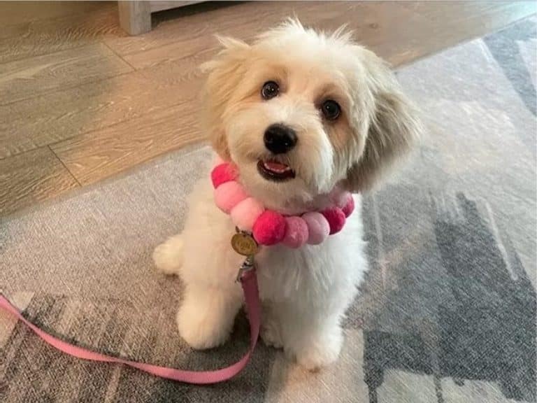 Trending Topics related to small dog breeds