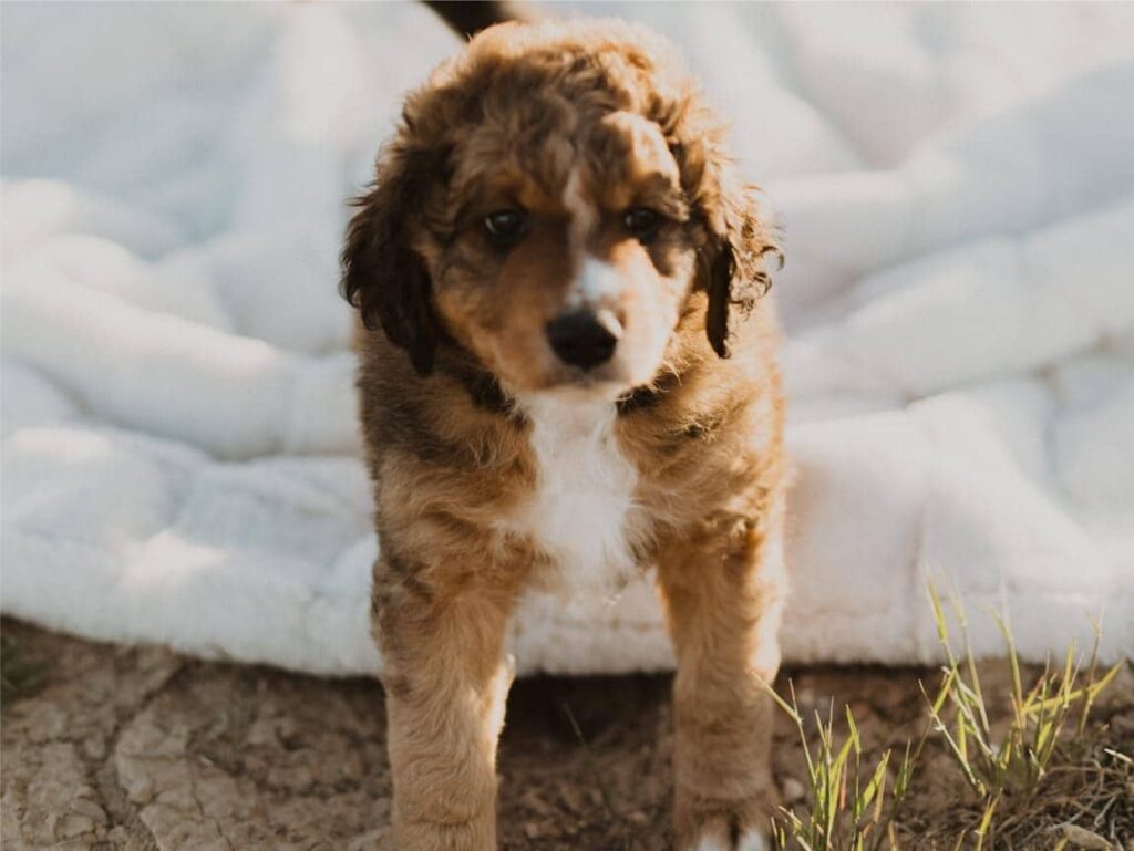 Bernedoodle Puppy in Idaho