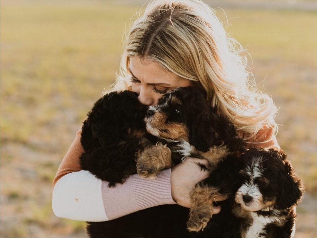 Massachusetts Bernedoodle with Fluffy Coat