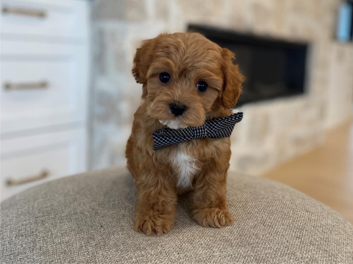Iceman Red and White Tuxedo Cavapoo Yorkie Puppy For Sale Near Me 4
