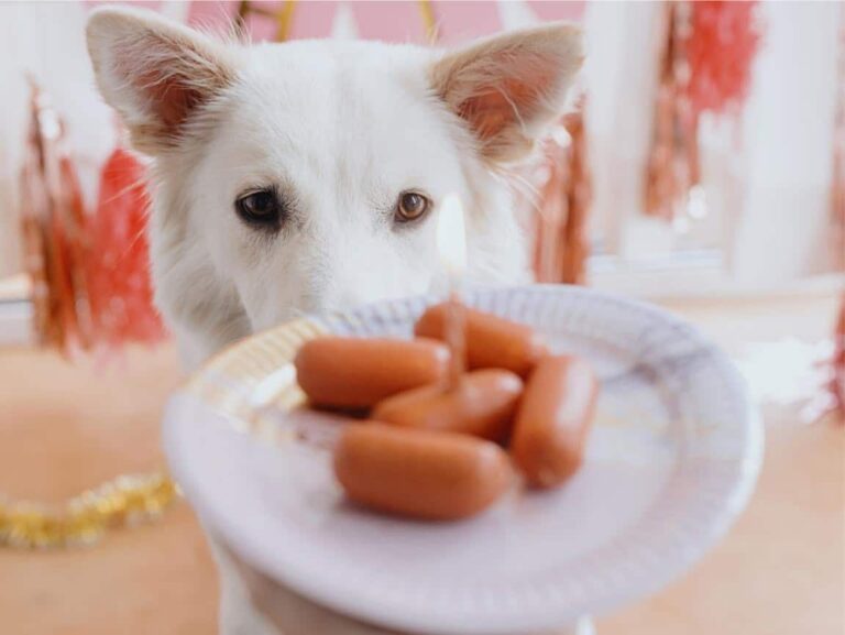Puppy Eating Carrots