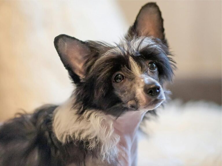 Chinese Crested Dog temperament, Chinese Crested Dog size, Chinese Crested Dog grooming, Chinese Crested Dog exercise needs, Chinese Crested Dog health issues, Chinese Crested Dog training tips, Chinese Crested Dog lifespan, Chinese Crested Dog personality traits, Chinese Crested Dog good with children, Chinese Crested Dog as a family pet