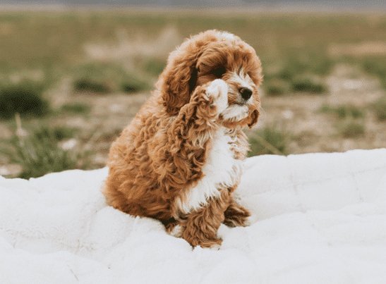Goldendoodle Puppies for Sale Georgia