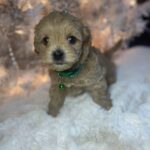 Hava Tzu Poo