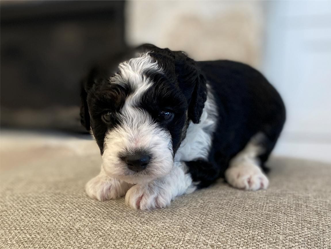Donkey, Bernedoodle For Sale, Black and White Tuxedo Puppy For Sale (2)