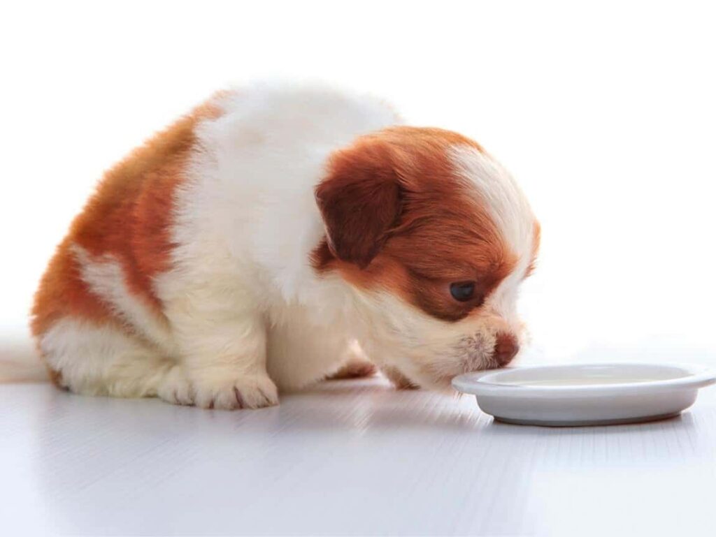 Puppy Eating from a Bowl