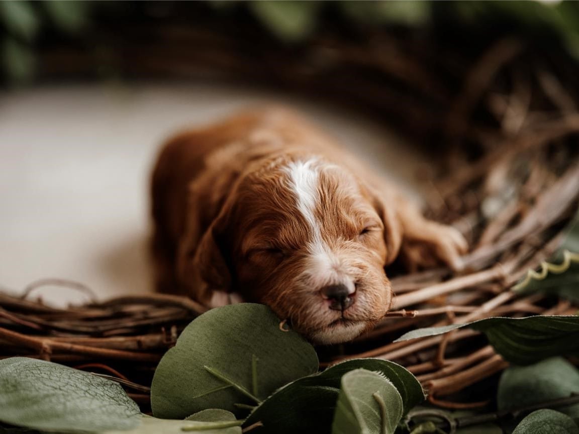 Cavapoo popularity reasons, cute cavapoos, cavapoo family pet
