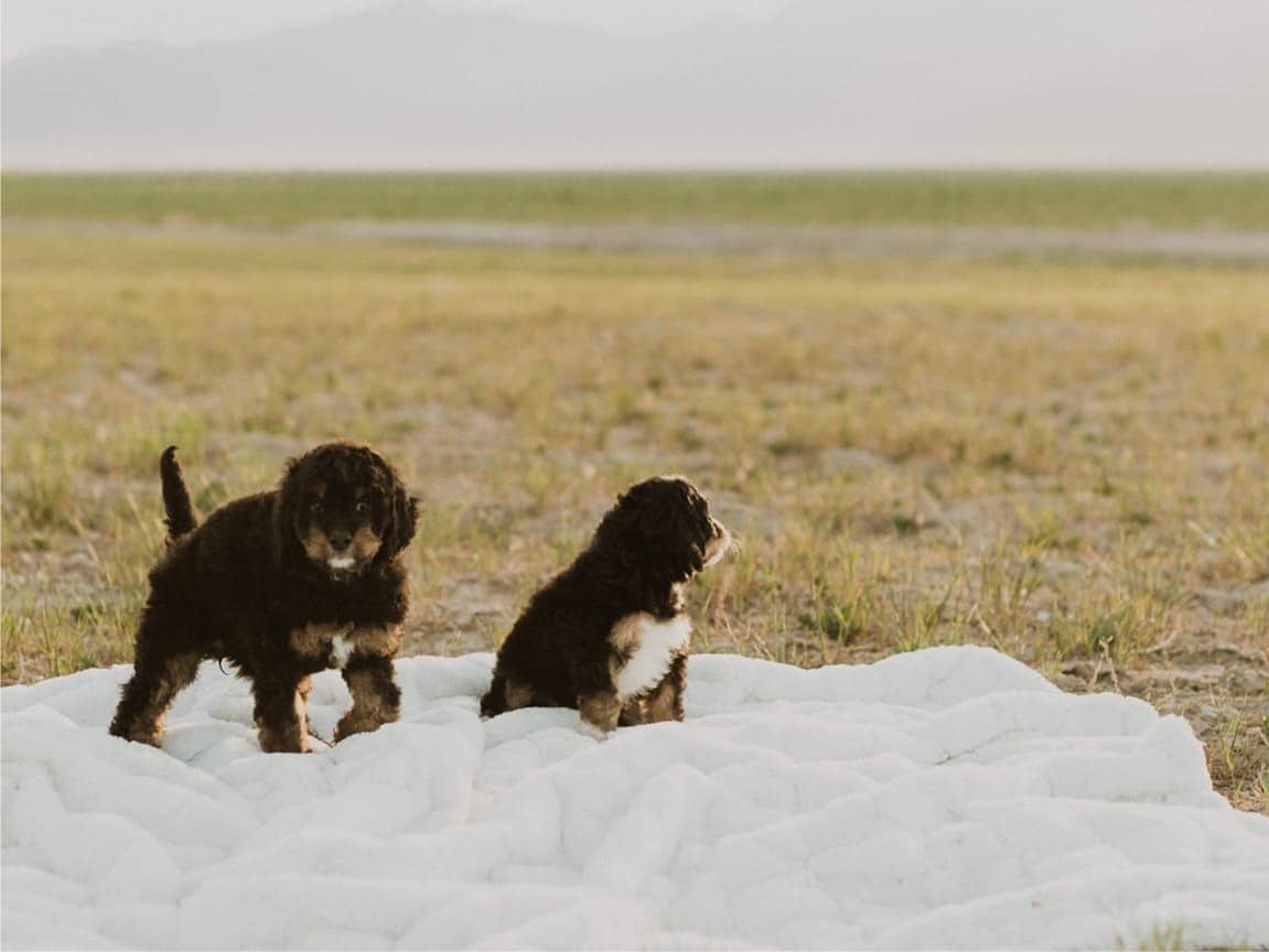 Michigan Bernedoodle Puppies Available Now