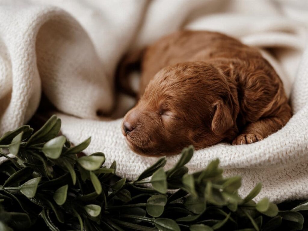 Adorable Red Goldendoodle Puppy For Free in Utah