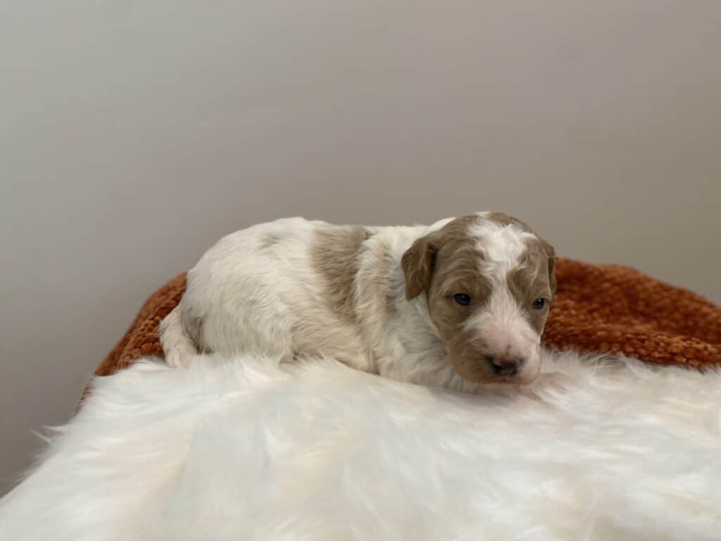 Meet Bluebell