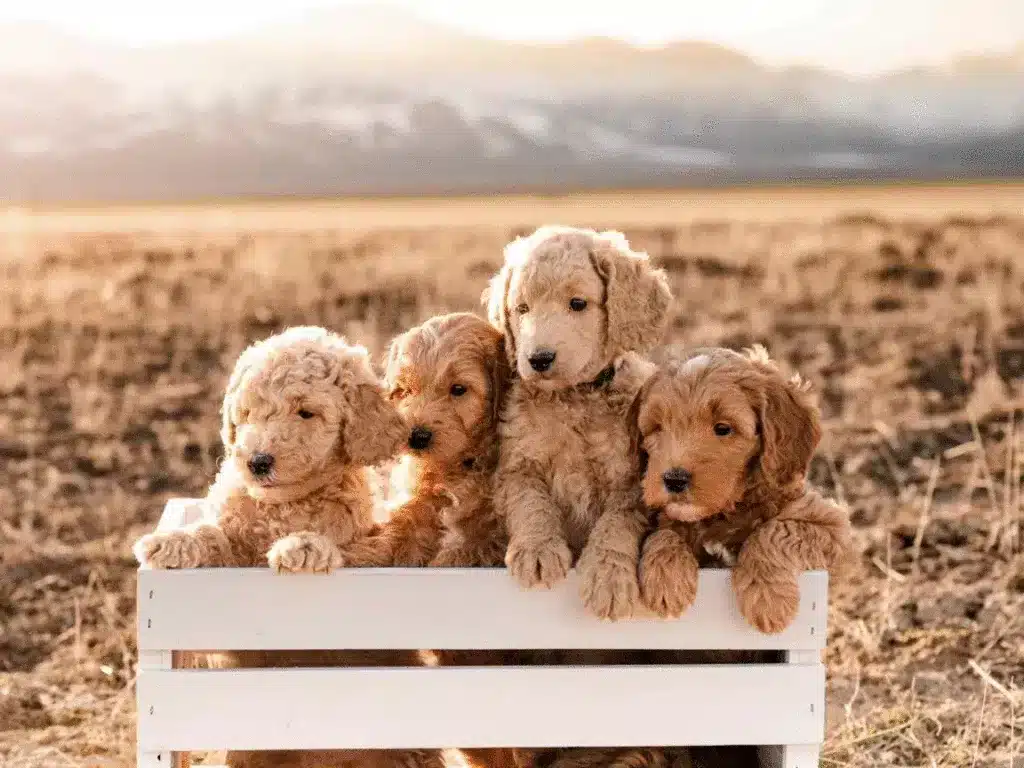 Louisiana 1a Puppy Puppies Featured Image