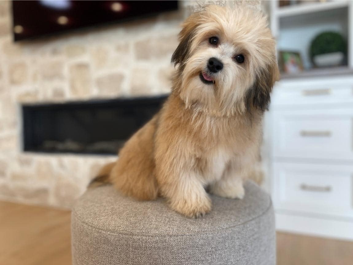 Free Puppy in Utah, Cookie, Havanese Dog (5)