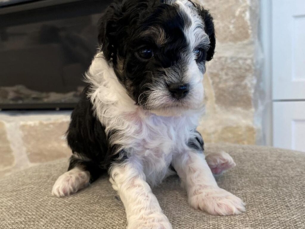 Smart Bernedoodle Puppy Learning Tricks in Louisiana