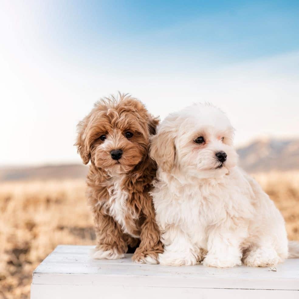 Georgia Puppy Puppies 3 Training