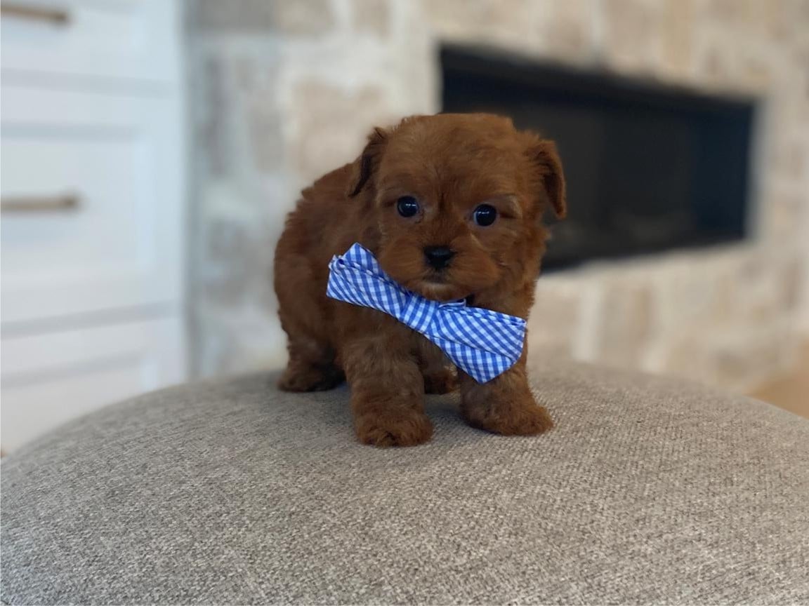 Puppy Training for Beginners