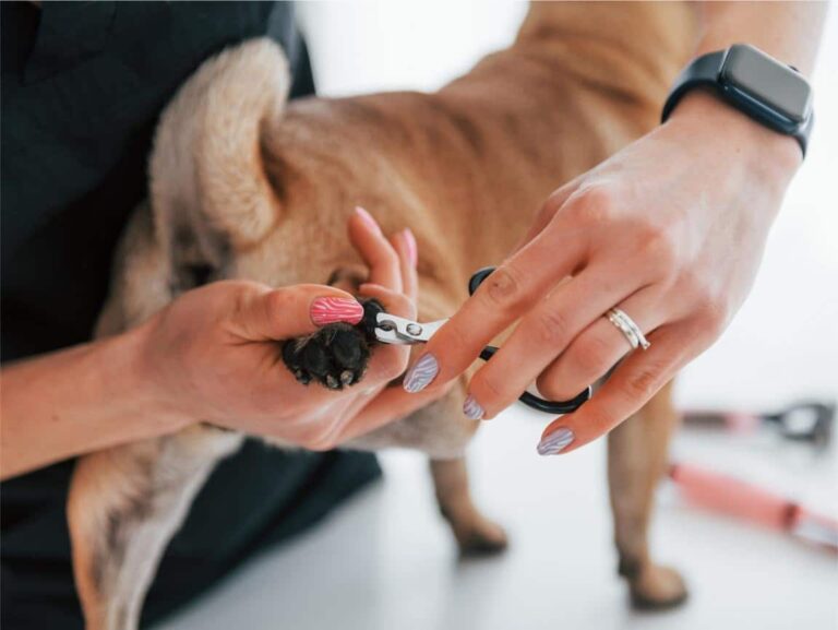 How Often Should You Trim Your Puppy’s Nails